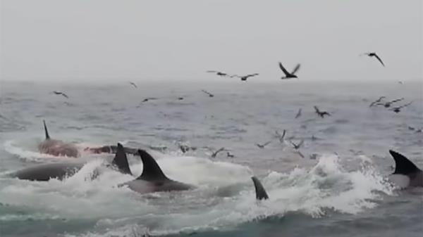 一群虎鲸袭击蓝鲸，地球上最大的动物“地球上最大的捕食事件”