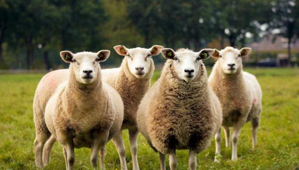 GreeceGreece: Herd of sheep accidentally eats 100 Kg Of Cannabis, what happens next